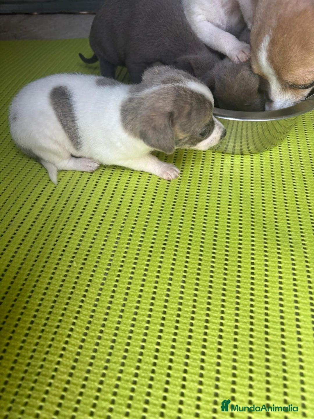 Chihuahua perros en venta: Chihuahua cabeza venado  - Imagen 3
