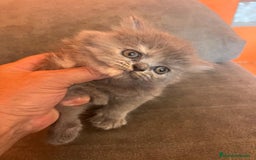 Persa gatos en venta: Gatita persa - Imagen 1