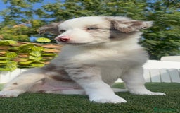 Border Collie perros en venta: BORDER COLLIE MERLE MACHO - Imagen 4