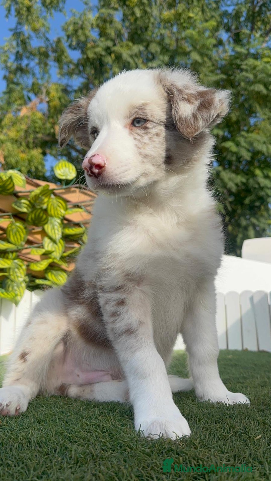 Border Collie perros en venta: BORDER COLLIE MERLE MACHO - Imagen 4