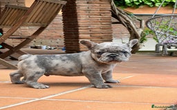 Bulldog Francés perros en venta: BULLDOG FRANCES MACHO MERLE TRILILAC  - Imagen 1