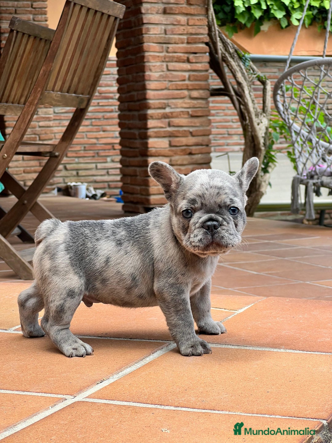 Bulldog Francés perros en venta: BULLDOG FRANCES MACHO MERLE TRILILAC  - Imagen 1