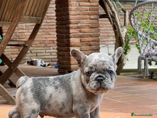 Bulldog Francés perros - Anuncio 1
