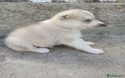 Husky Siberiano perros en venta: HUSKY - Imagen 3