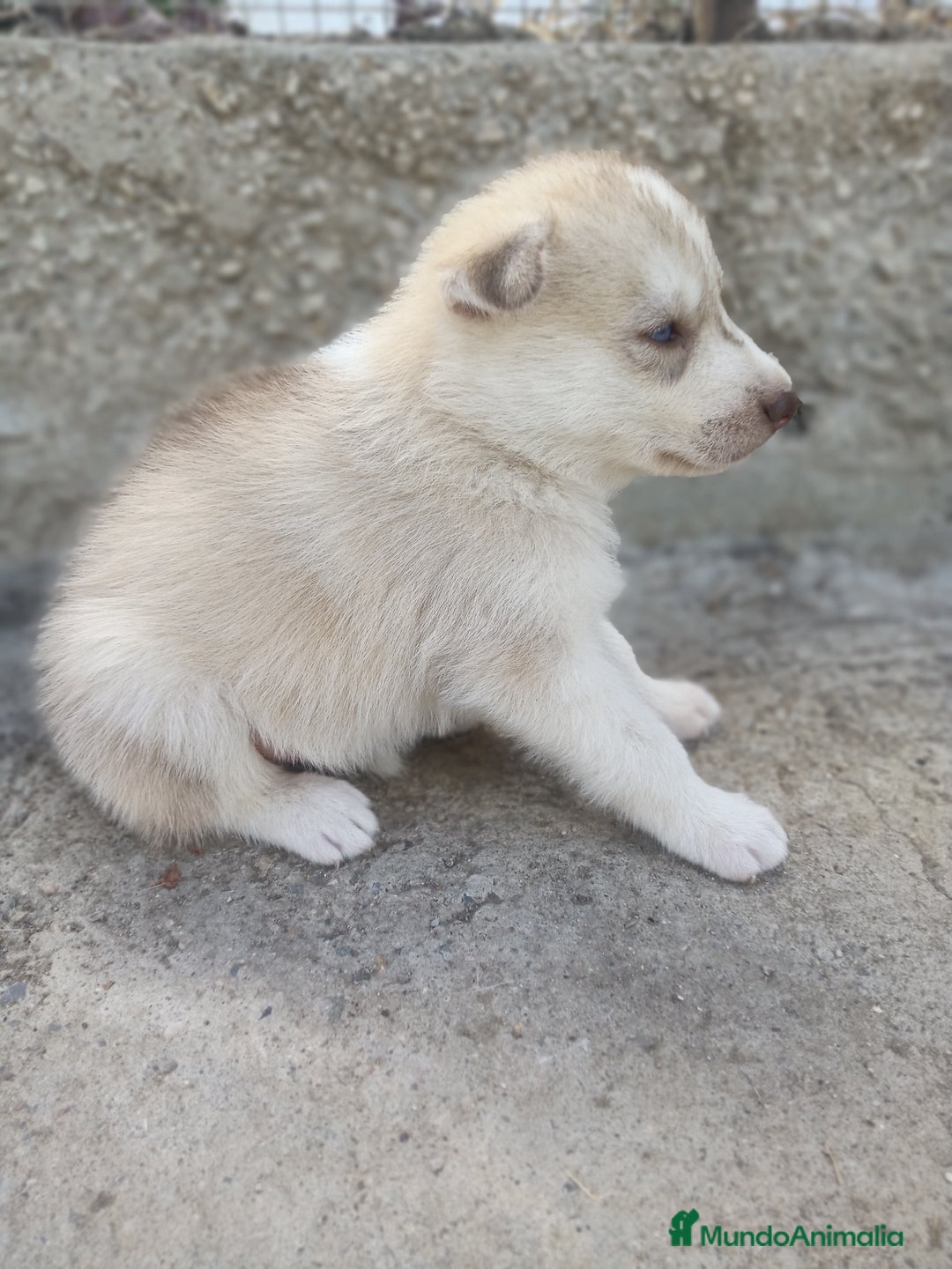 Husky Siberiano perros en venta: HUSKY - Imagen 3