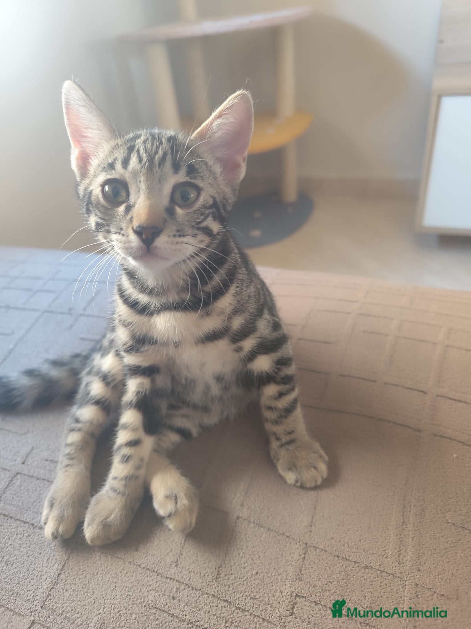 Bengalí gatos PRECIOSO GATITO BENGALÍ LISTO PARA ENTREGAR  - Anuncio 1