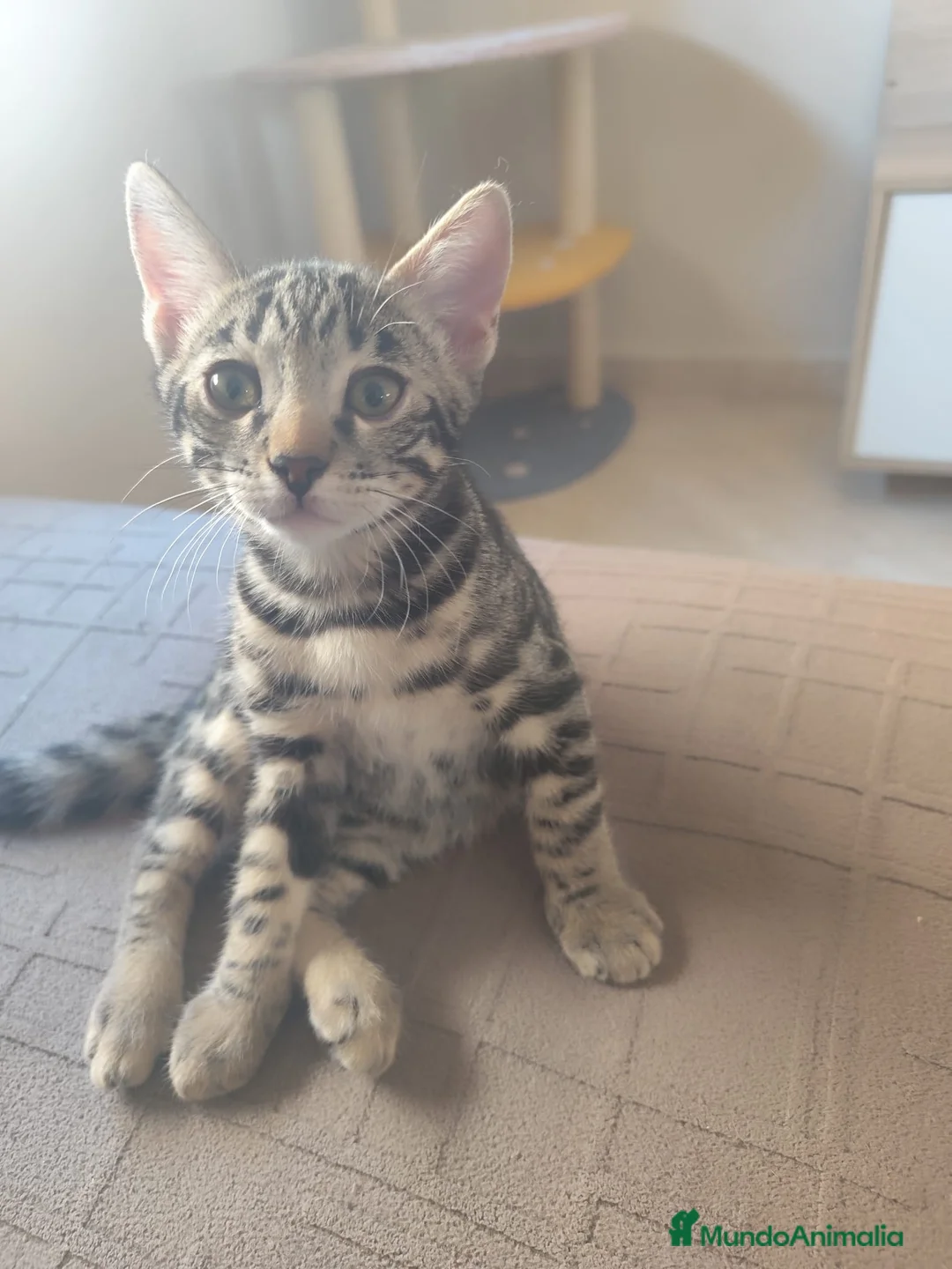 Bengalí gatos en venta: PRECIOSO GATITO BENGALÍ LISTO PARA ENTREGAR  - Anuncio 1