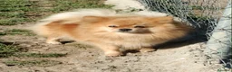 Pomerania perros en venta: Pomerania de Lulú en Badajoz - Anuncio 2