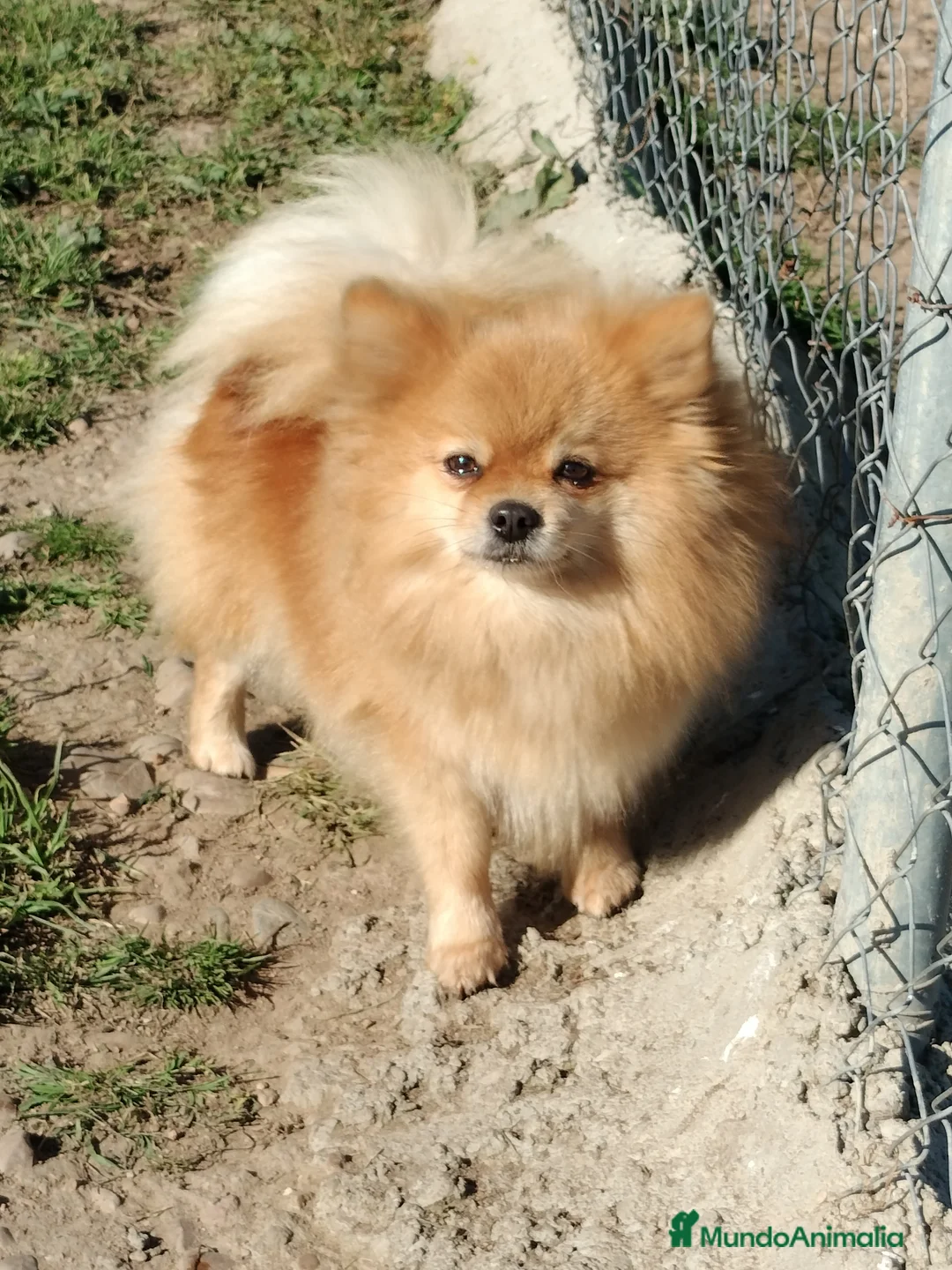 Pomerania perros en venta: Pomerania de Lulú en Badajoz - Anuncio 2