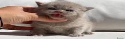 Británico de Pelo Corto gatos en venta: PRECIOSO BRITISH SHORTHAIR LILAC  - Anuncio 3