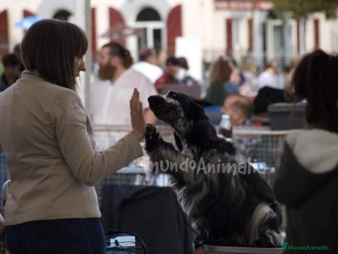 Imagen de galería {{count}}