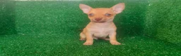 Chihuahua perros en venta: Chihuahua  - Anuncio 15