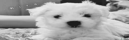Bichón Maltés perros en venta: Bichón maltés  - Anuncio 3