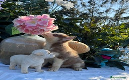 Husky Siberiano perros en venta: Preciosas hembritas de husky - Imagen 8