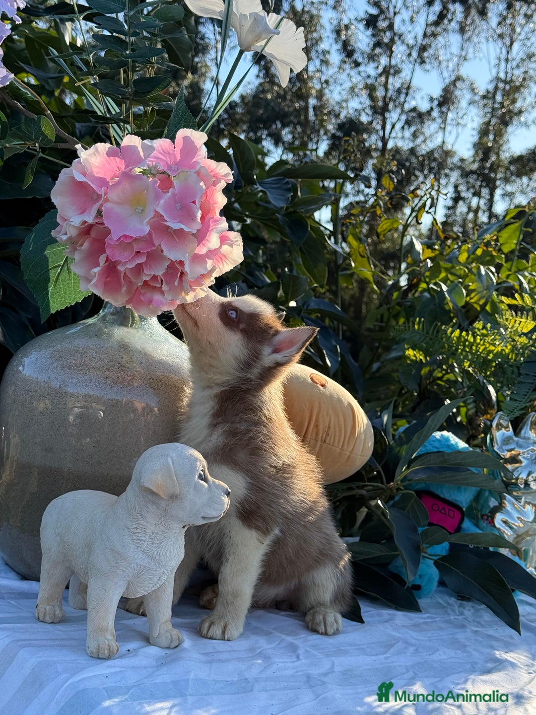 Husky Siberiano perros en venta: Preciosas hembritas de husky - Imagen 8