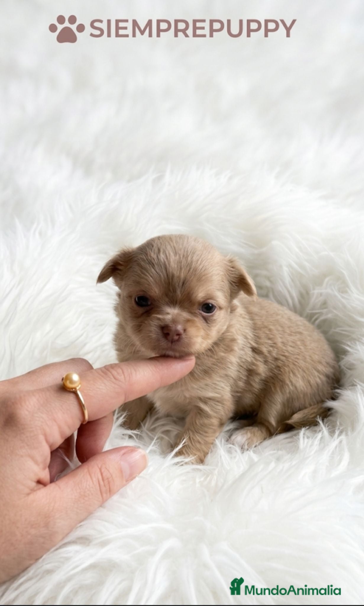 Chihuahua perros CHIHUAHUA MINI TOY PELO LARGO HEMBRA - Anuncio 1