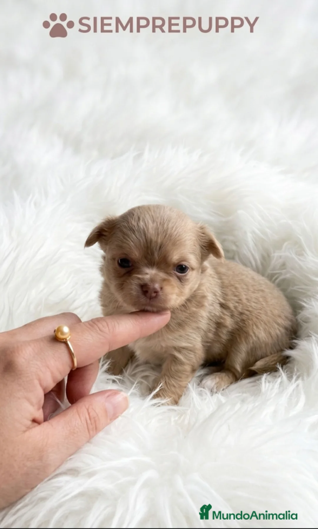 Chihuahua perros en venta: CHIHUAHUA MINI TOY PELO LARGO HEMBRA - Anuncio 1