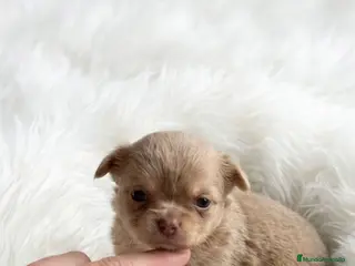 Chihuahua perros CHIHUAHUA MINI TOY PELO LARGO HEMBRA - Anuncio 1