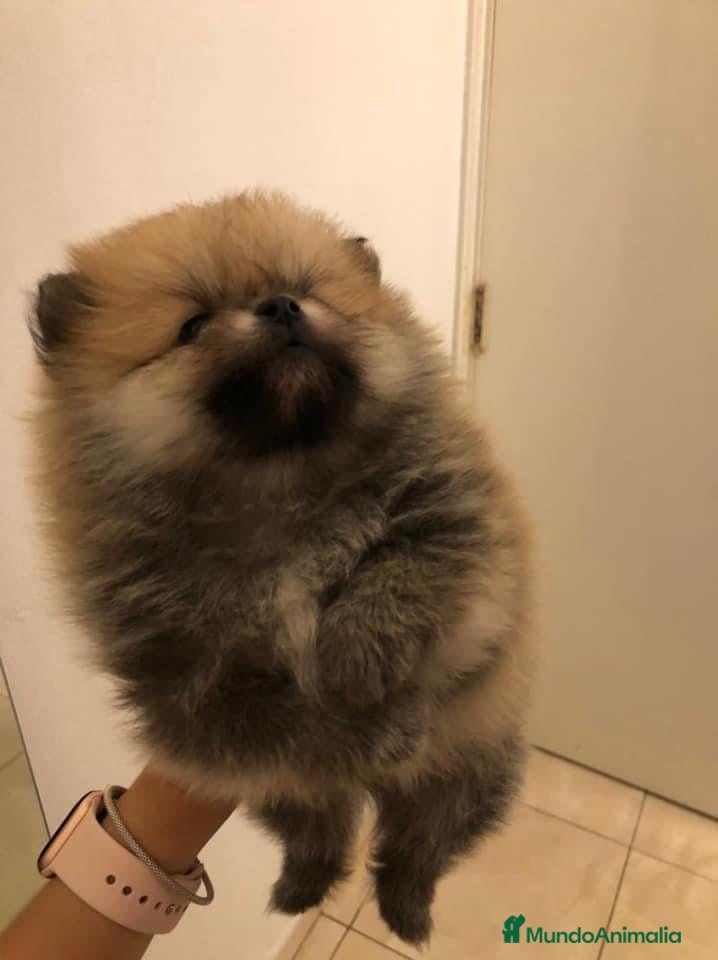 Pomerania perros CACHORROS LULÚ DE POMERANIA!!!! en Badajoz - Anuncio 33