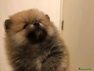 Pomerania perros en Badajoz - Anuncio 4