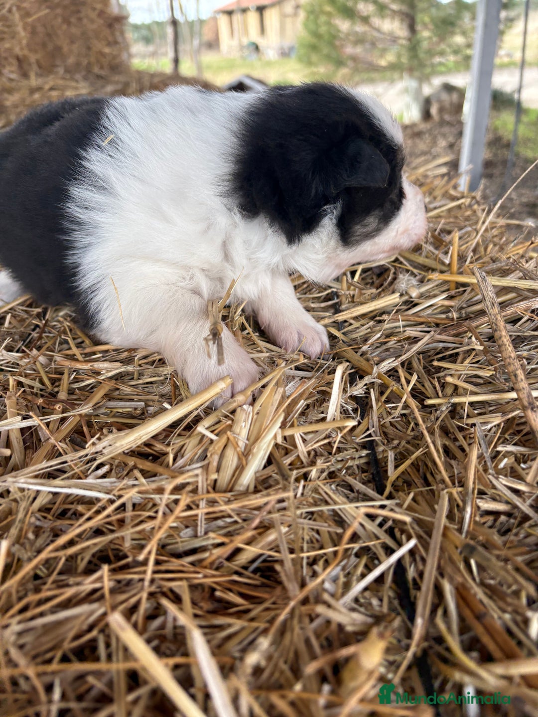 Border Collie perros en venta: Linda hembra de Border  collie  - Anuncio 18
