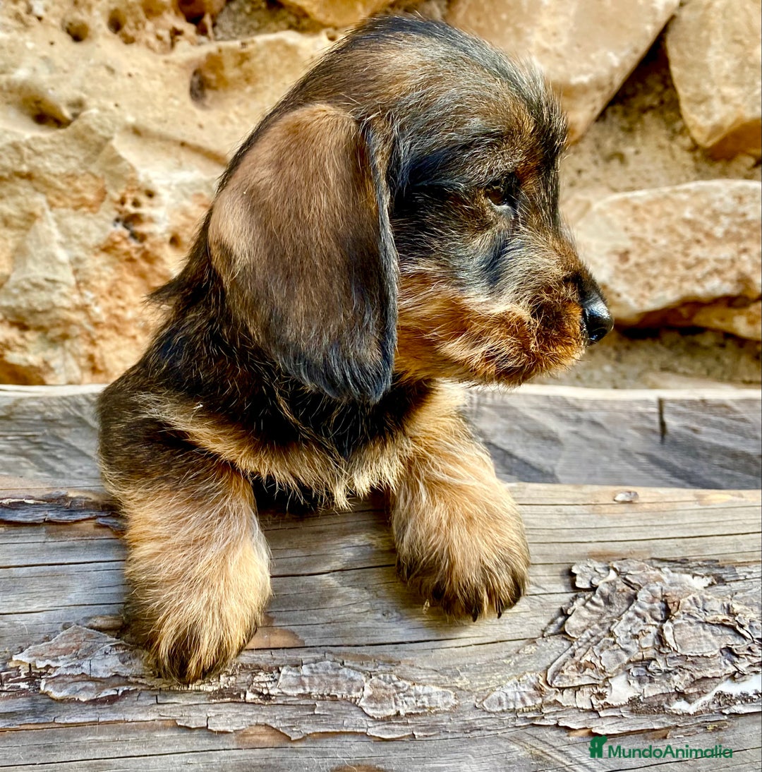 Teckel Miniatura perros en venta: TECKEL KANINCHEN (el más pequeño) MAGNIFICOS - Anuncio 3