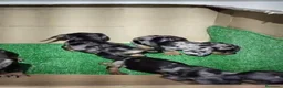 Teckel Miniatura perros en venta: ‼️‼️Disponibles hembritas de teckel kaninchen  - Anuncio 1