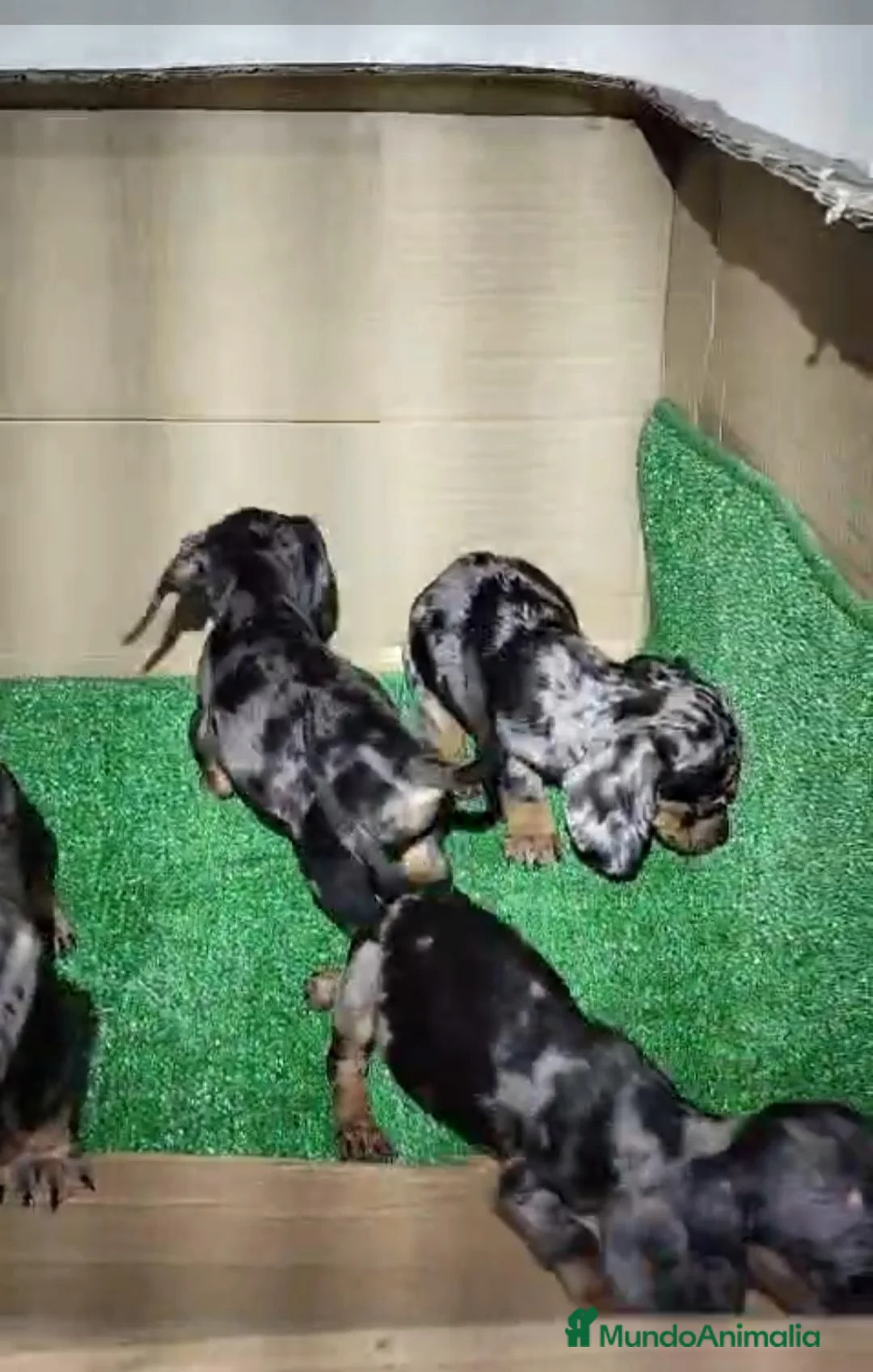 Teckel Miniatura perros en venta: ‼️‼️Disponibles hembritas de teckel kaninchen  - Anuncio 1