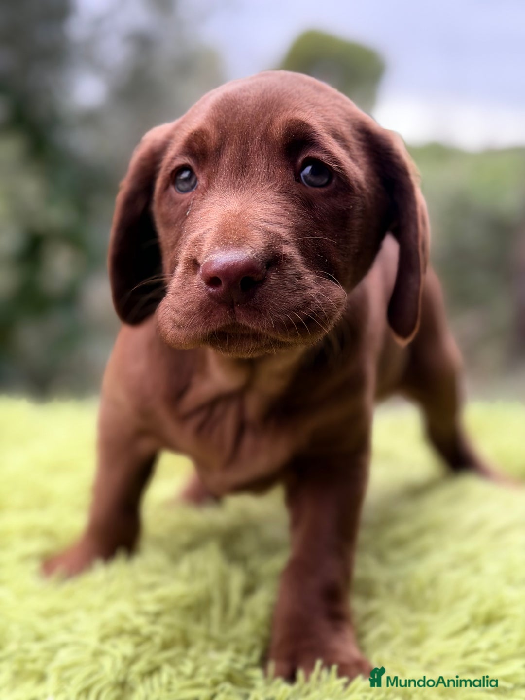 Labrador Retriever perros en venta: Labrador chocolate claro   - Anuncio 4