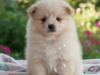 Pomsky perros Pomsky - Anuncio 3