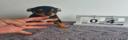 Chihuahua perros en venta: Chihuahua mini - Anuncio 3