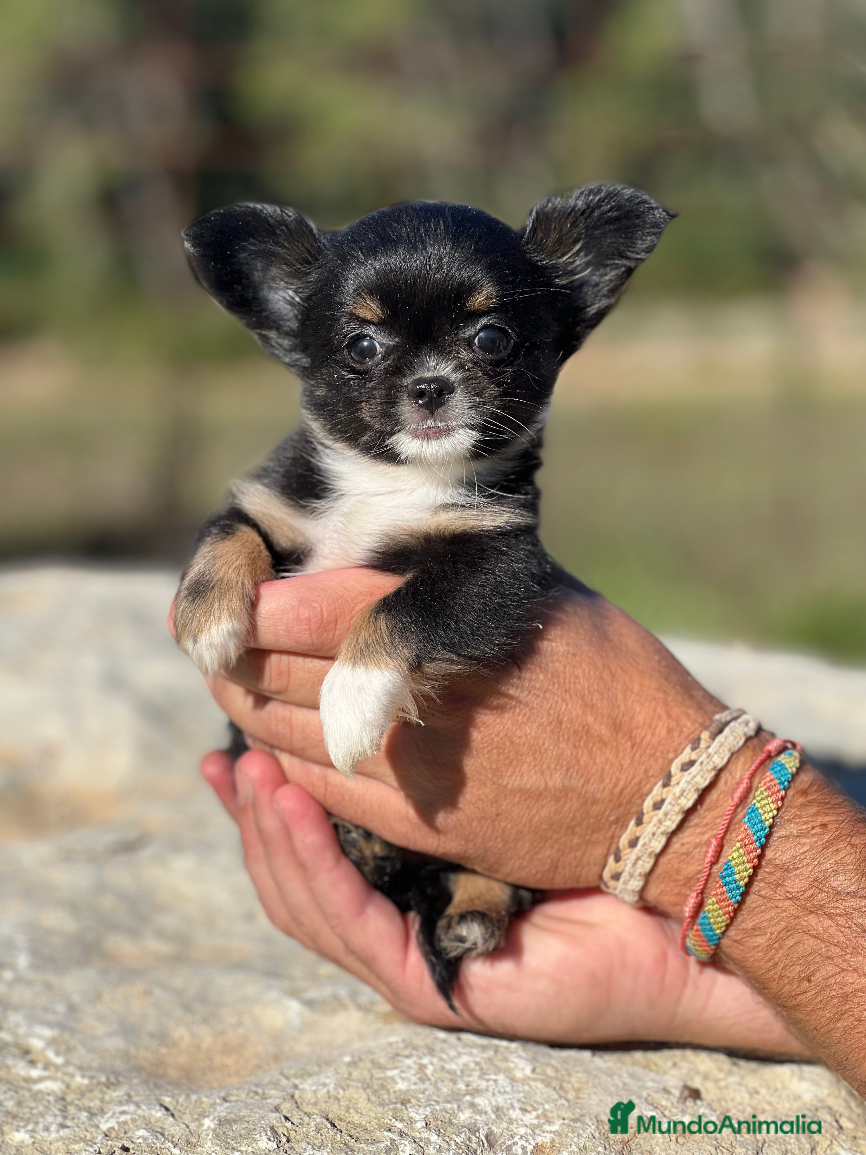 Chihuahua perros Chihushua hembra leonada toy  - Anuncio 34