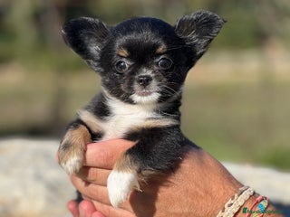 Chihuahua perros - Anuncio 4