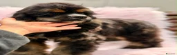 Cocker Spaniel Americano perros en venta:  Cocker americano hembra  - Anuncio 7