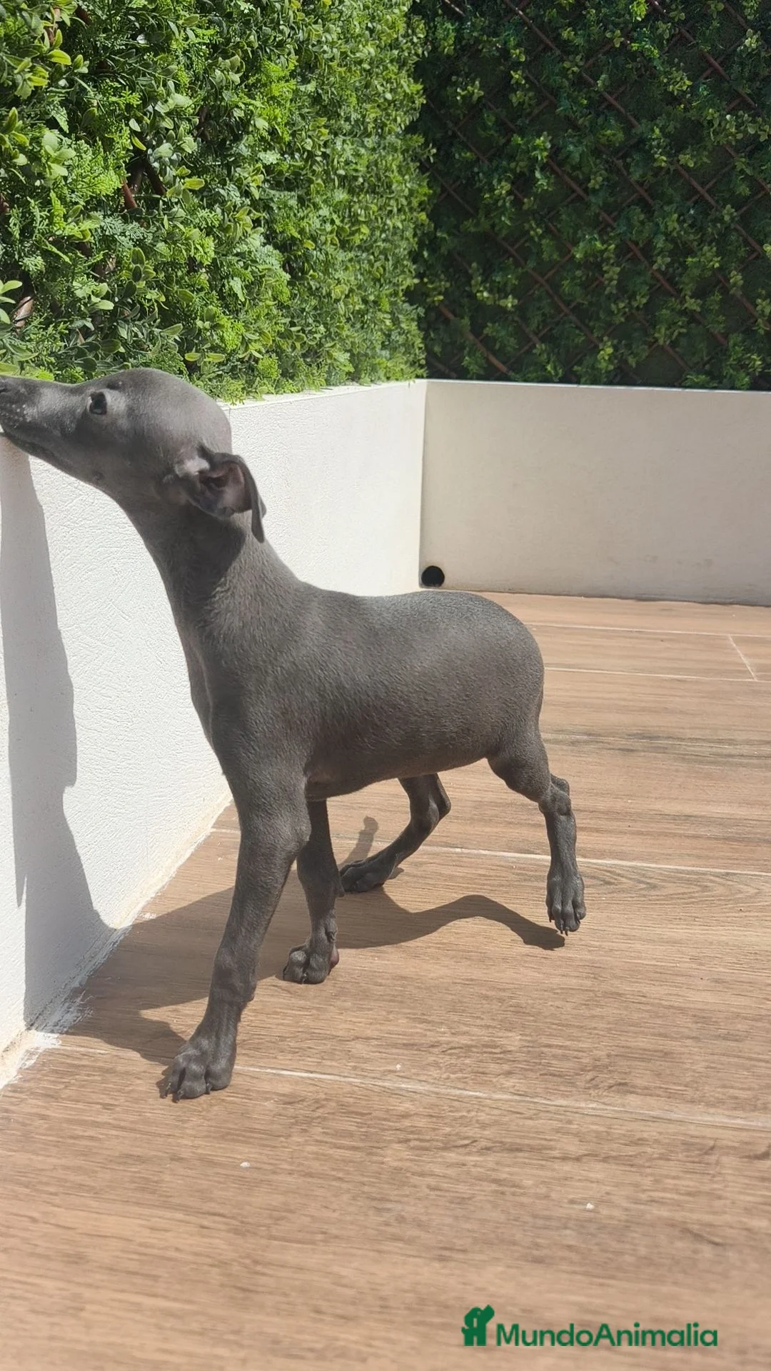 Pequeño Lebrel Italiano perros en venta: Pequeño Lebrel Italiano Disponibles ♂️♀️ - Anuncio 12