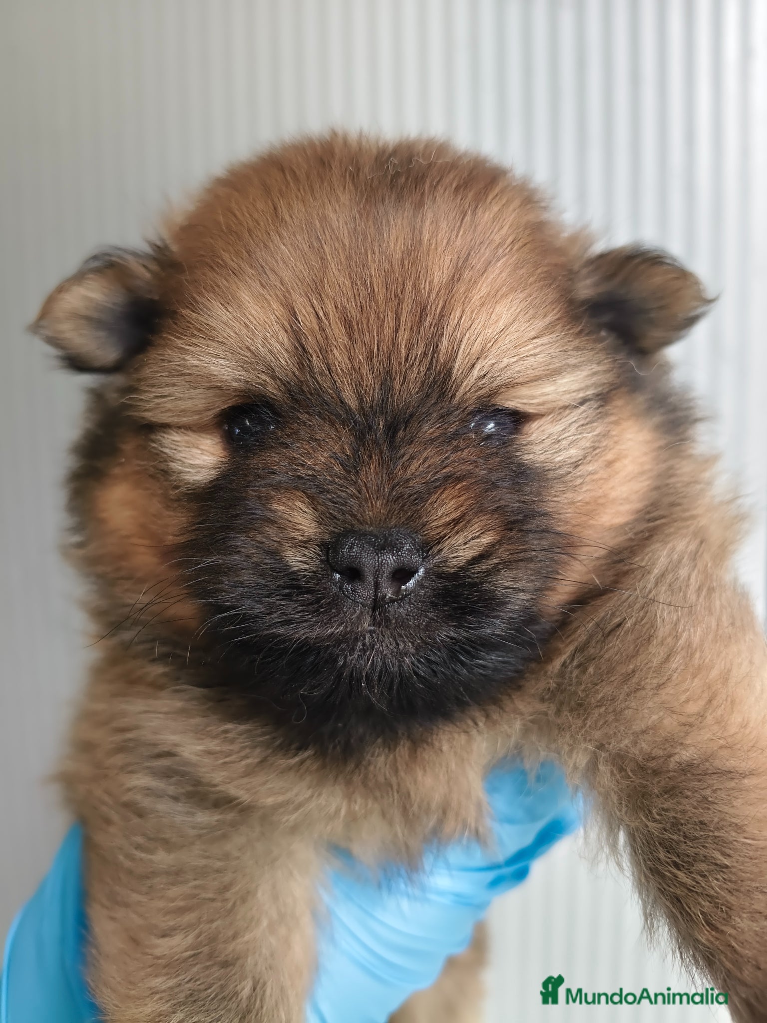 Pomerania perros POMERANIA  - Anuncio 2