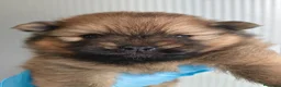 Pomerania perros en venta: POMERANIA  - Anuncio 1