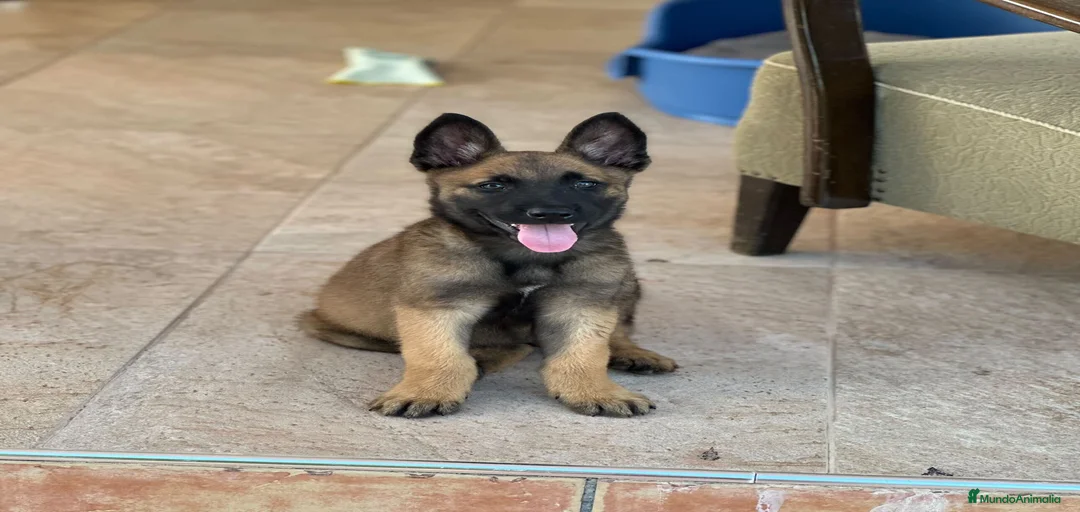 Imagen de galería {{count}}