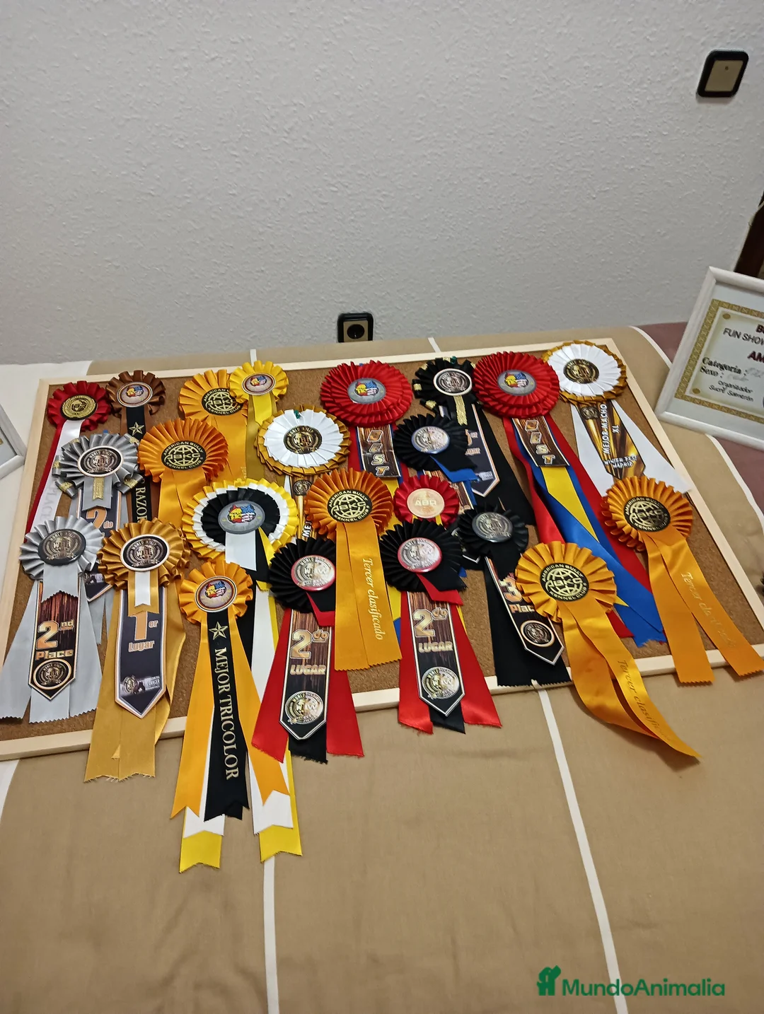 American Bully perros en venta: american bully micro  - Anuncio 6