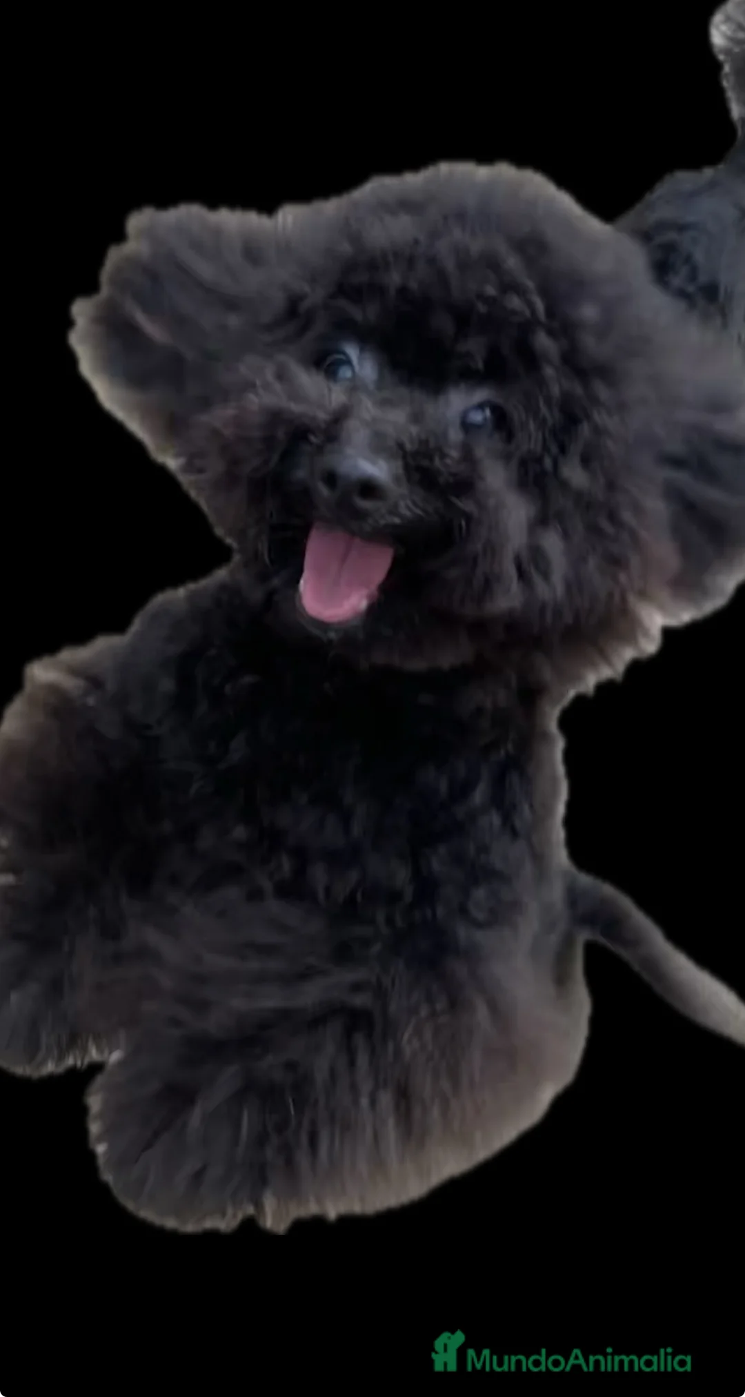 Caniche Toy perros en venta: Preciosa Caniche Toy Negra  - Anuncio 2