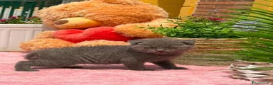 Scottish Fold 1