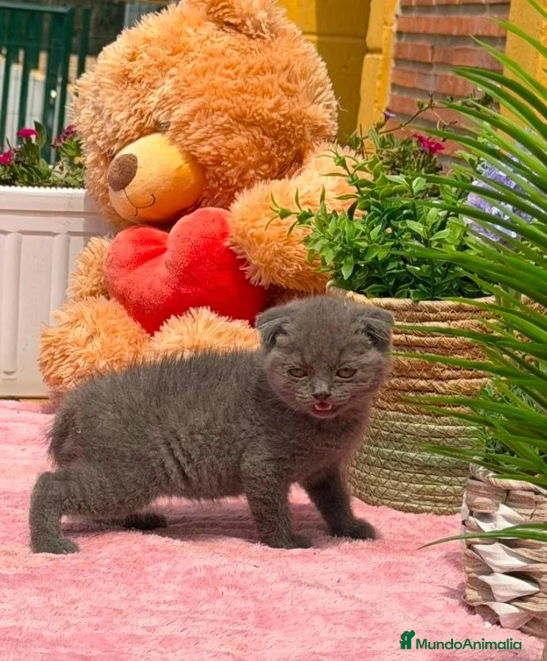 Scottish Fold gatos en venta: Preciosa camada Scottish fold - Anuncio 2