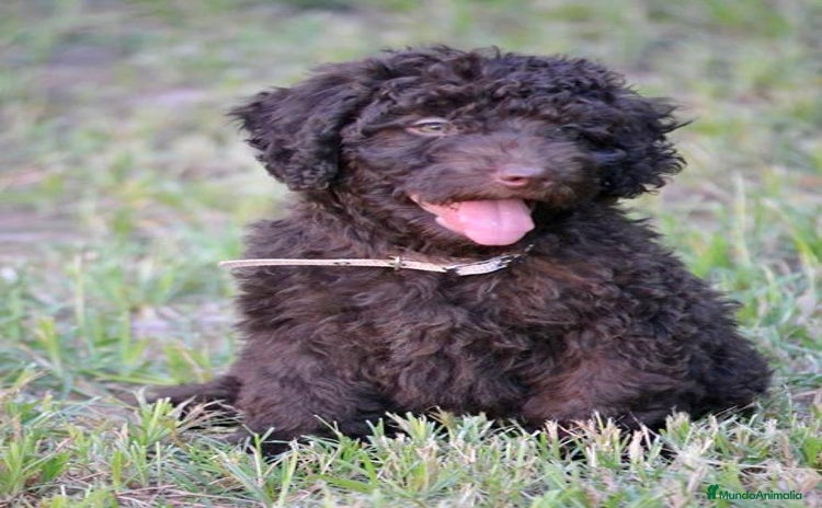 Perro de Agua Español perros - Propaganda 5