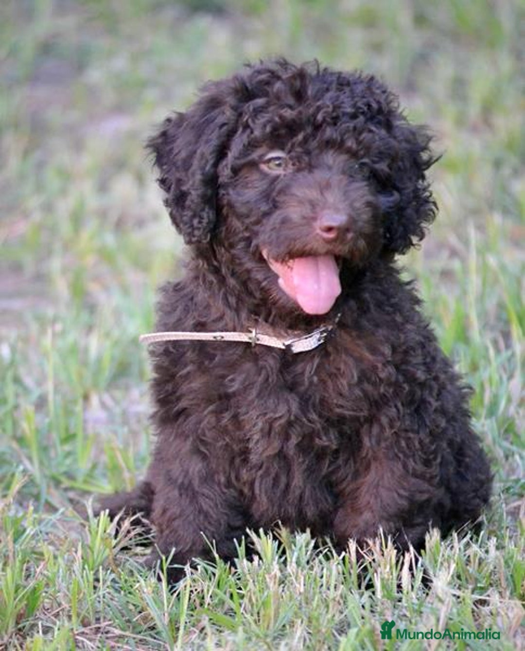 Perro de Agua Español perros en venta: Cachorro de perro de agua  - Imagen 1