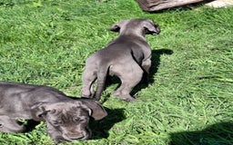 Dogo Alemán perros en venta: Gran Danés o Dogo Alemán Azules. - Imagen 4