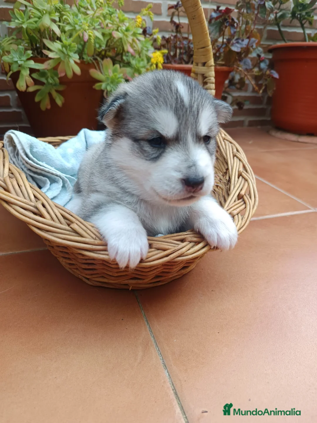 Husky Siberiano perros en venta: Husky siberiano  - Anuncio 1