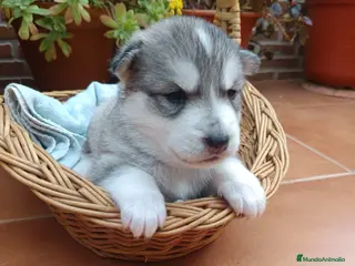 Husky Siberiano perros Husky siberiano - Anuncio 23
