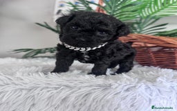 Caniche Toy perros en venta: CANICHE TOY MACHO - Anuncio 5