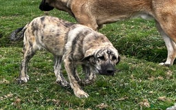 Mastín Español perros en venta: Mastín Español Tradicional Ganadero - Imagen 2