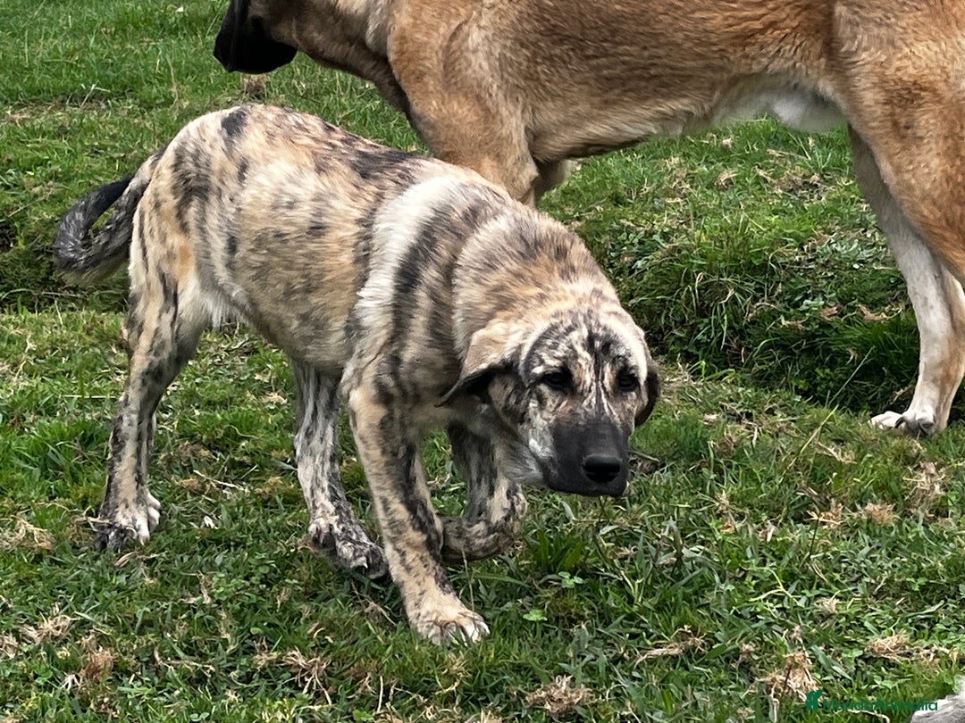 Mastín Español perros en venta: Mastín Español Tradicional Ganadero - Imagen 2